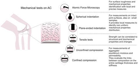 mechanical testing of cartilage